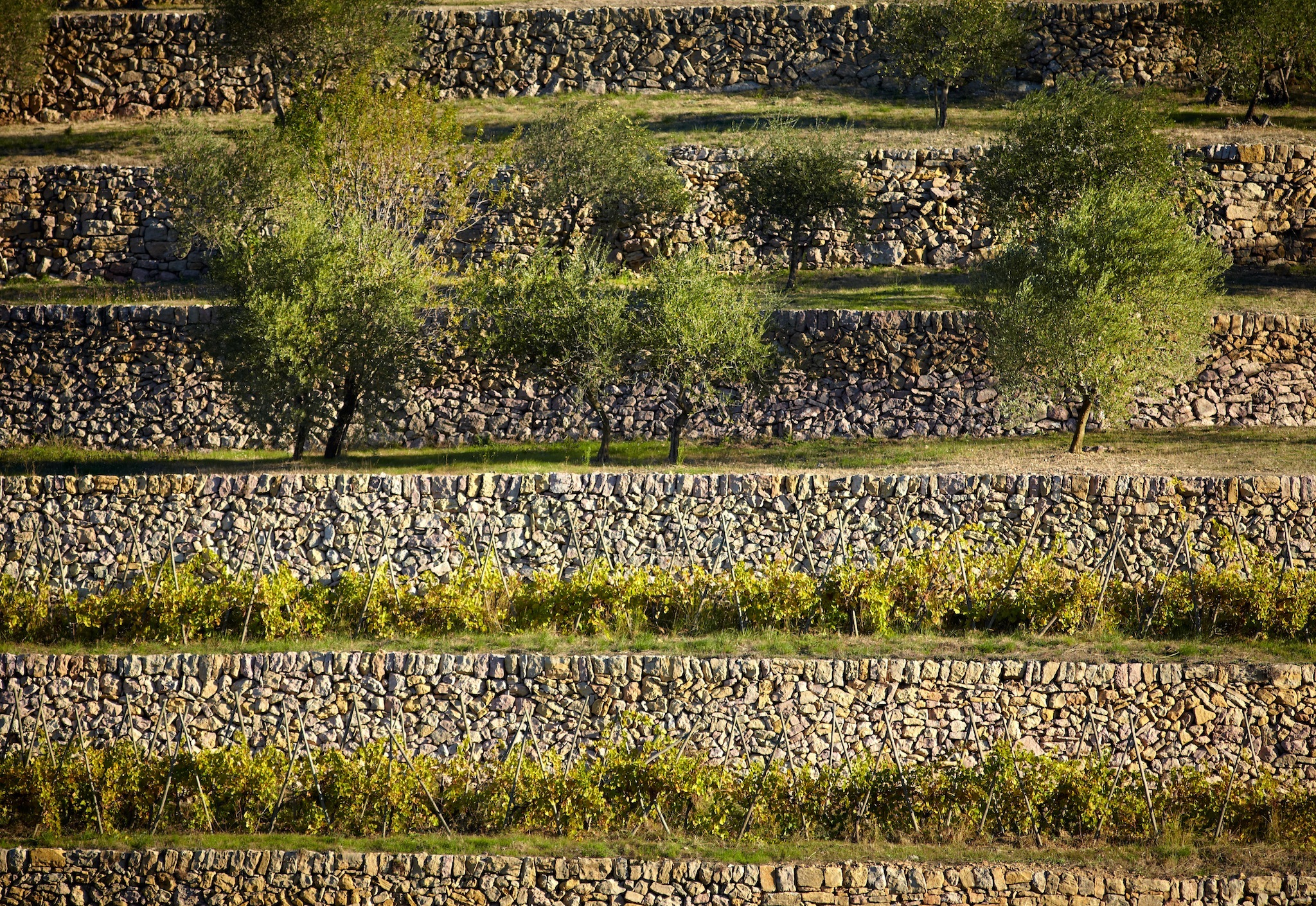 Vignes de Miraval 1 © Serge Chapuis